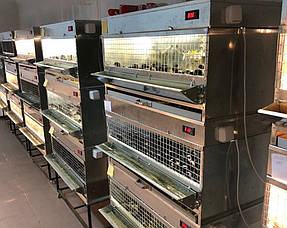 Инкубаторное предприятие Александровское закупило и запустило в процесс специальные устройства нашего производства - брудеры Prime для обогрева цыплят.