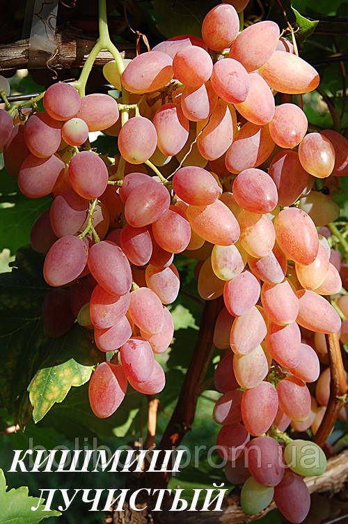 Саджанці винограду кішміш Лутистий