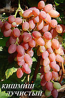 Саженцы винограда кишмиш Лучистый