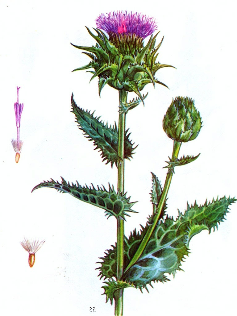 Семена Расторопши пятнистой 1 кг (Carduus marianus) - фото 4 - id-p133004152