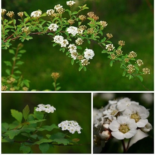 Саджанці Спіреї трилопатевої (Spiraea trilobata) Р9