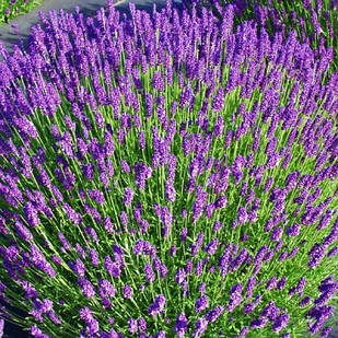 Саджанці Лаванди вузьколистої (Lavandula angustifolia) Р9