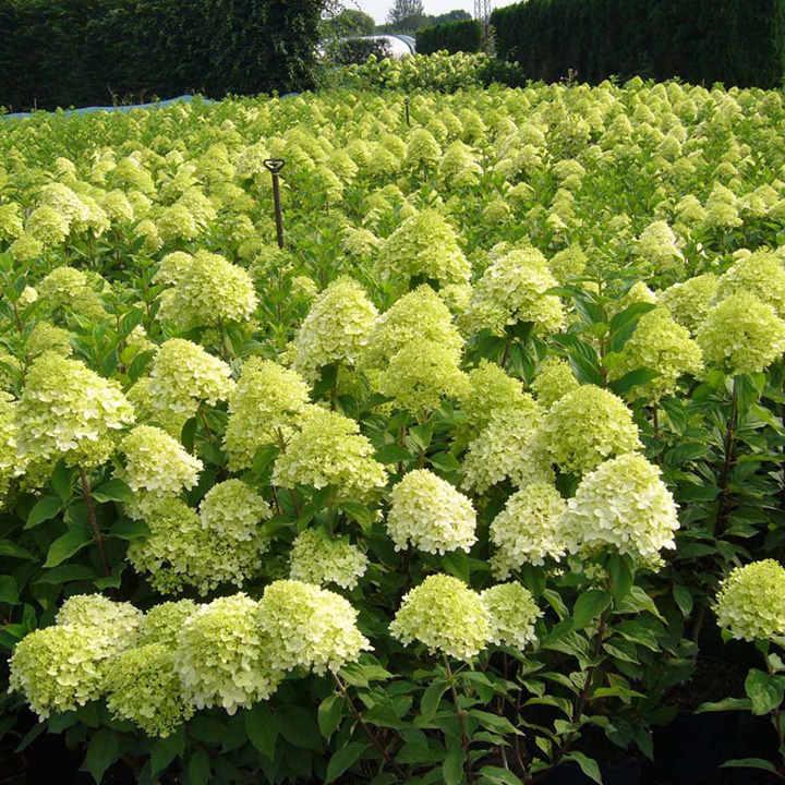 Саджанці Гортензії волотистої Лаймлайт (Hydrangea paniculata Limelight) Р9, фото 1