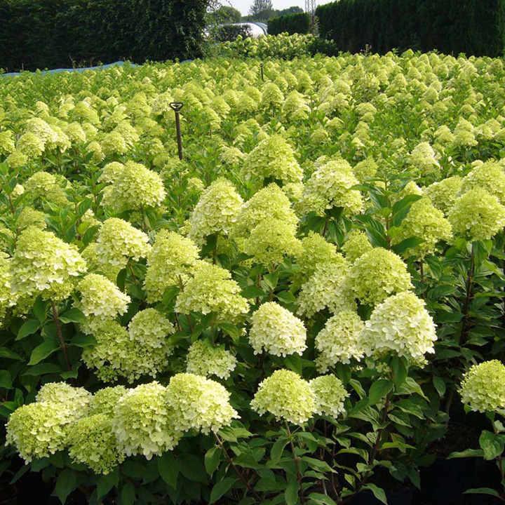 Саджанці Гортензії волотистої Лаймлайт (Hydrangea paniculata Limelight) Р9