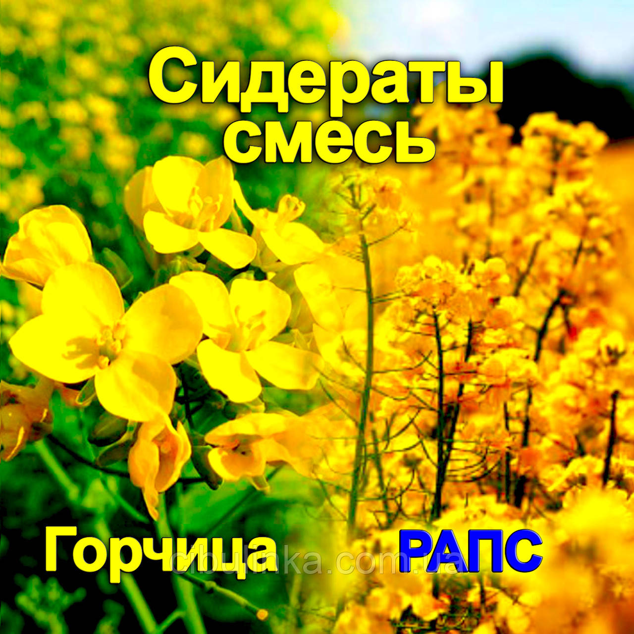 Суміш на сидерат - Гірчиця + Ріпак, від 1 кг на вагу, фото 1