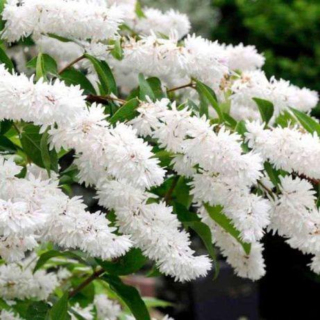 Саджанці Дейції шорсткої (Deutzia scabra) Р9