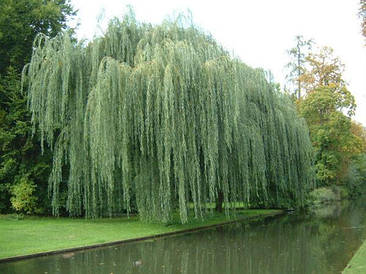 Верба біла Tristis 2 річна, Верба біла Тристис, Salix alba Tristis