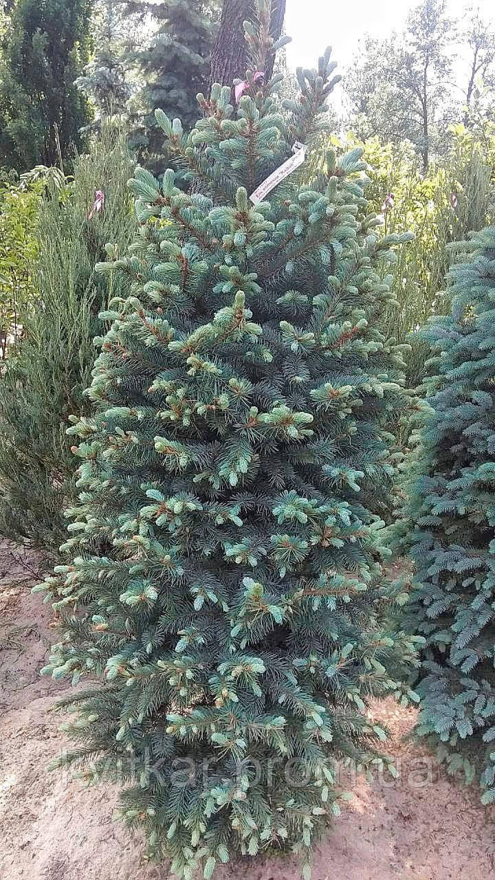 Ялинка Колюча Kaibab Picea pungens Glauca "Kaibab" Ком h 250-270