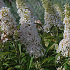 Саджанці Буддлеї Давида Уайт Профьюжн (Buddleja davidii White Profusion) Р9, фото 4