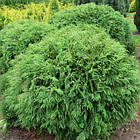 Саджанці Туї західної Літл Чемпіон (Thuja occidentalis Litle Champion) Р9, фото 2