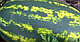 Насіння кавуна Мірсині F1 1000 насіння Syngenta, фото 2