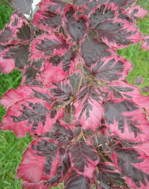 Бук Лісовий(привитий)Tricolor 0,6-1м, Бук лісовий Триколор, Fagus sylvatica Tricolor