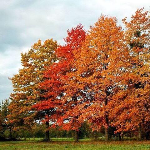 Дуб болотний (Quercus palustris)