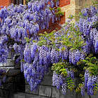 Саджанці Гліцинії Макростахія Блю Мун (Wisteria macrostachya Blue Moon), фото 2