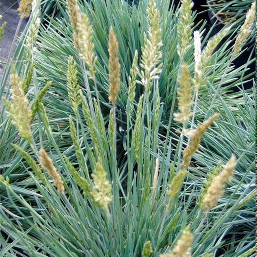 Саджанці Келерії сизої, або тонконіга блакитного (Koeleria glauca) Р9, фото 1