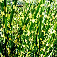 Саженцы Мискантуса китайского Зебринус (Miscanthus sinensis Zebrinus)