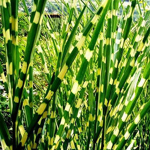 Саджанці Міскантуса китайського Зебрінус (Miscanthus sinensis Zebrinus)