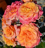 Троянда Ла Вілла Котта. (ввв). Шраб, фото 4
