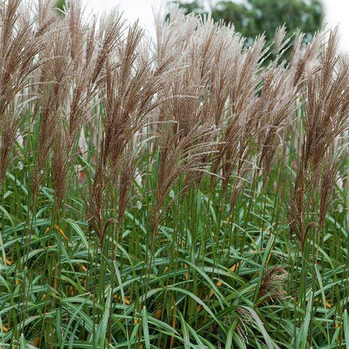 Саженцы Мискантуса сахароцветного (Miscanthus sacchariflorus) (ID ...