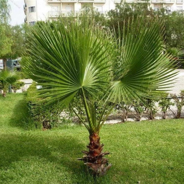 Саджанці Пальми Трахикарпус (Trachycarpus) Р9