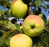 Яблуня Міленіум Голд (М9). (в). Літній сорт, фото 2