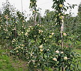 Яблуня Міленіум Голд (М9). (в). Літній сорт, фото 3