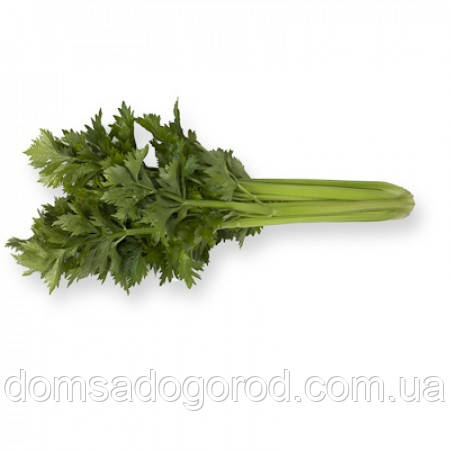 Селералей черешковий КЕЛВІН <unk> KELVIN Rijk Zwaan 10000 шт.