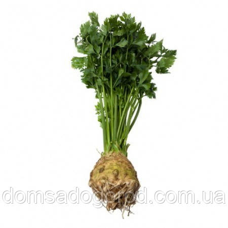 Селералей черешковий СТЕТХЕМ <unk> STETHAM Rijk Zwaan 10000 шт.