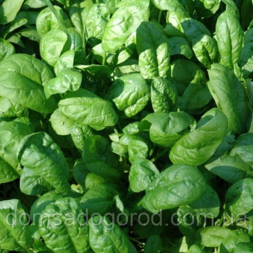 Шпинат ВУДПЕКЕР F1 | WOODPECKER F1 Rijk Zwaan 25000 шт.