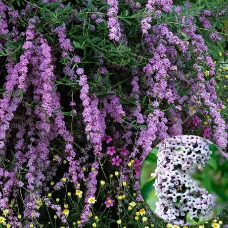 Саджанці Буддлеї очереднолистної (Buddleja alternifolia) Р9