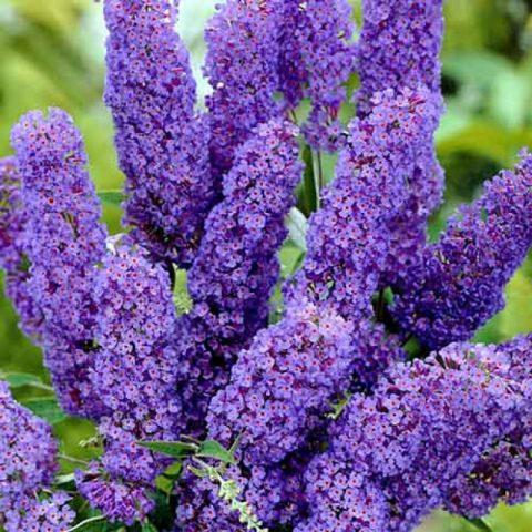 Саджанці Буддлеї Давида Дримін Пурпул (Buddleja davidii Dreaming Purple) Р9