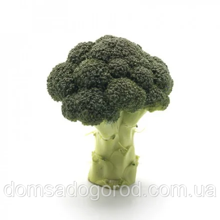 Капуста броколі ОРАНТЕС F1 ORANTES F1 Rijk Zwaan (поліпшене насіння) 1000 шт