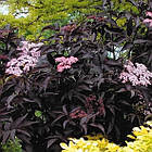 Саджанці чорної Бузини Блек Бьюті (Sambucus nigra Black Beauty Gerda), фото 3