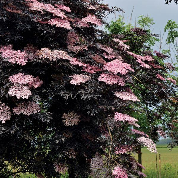 Саджанці  Бузини чорної Блек Лейс/Лейк/Єва (Sambucus nigra Black Lacе)