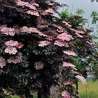 Саженцы Бузины черной Блэк Лэйс/Лэйк/Ева (Sambucus nigra Black Lacе)