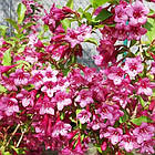 Саджанці Вейгели квітучої Румба (Weigela florida Rumba) Р9, фото 3