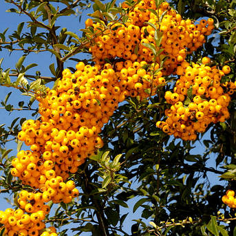 Саженцы піраканти Голден Чамер /Pyracantha 'Golden Charmer'/в конт 3л, фото 2