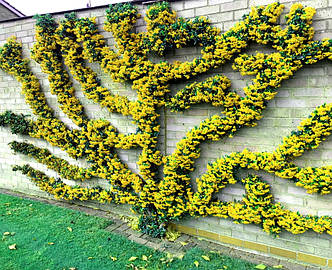 Саженцы піраканти Голден Чамер /Pyracantha 'Golden Charmer'/в конт 3л, фото 2
