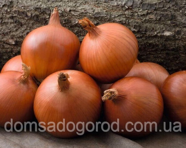 Лук СЕДОНА F1 | SEDONA F1 Bejo 250 000 шт