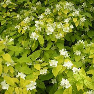 Саджанці Чубушника вінцевий / жасмин садовий Ауреус (Philadelphus coronarius Aureus) Р9