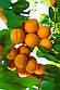 Саджанці абрикоса Кримський Амур (Україна), фото 2