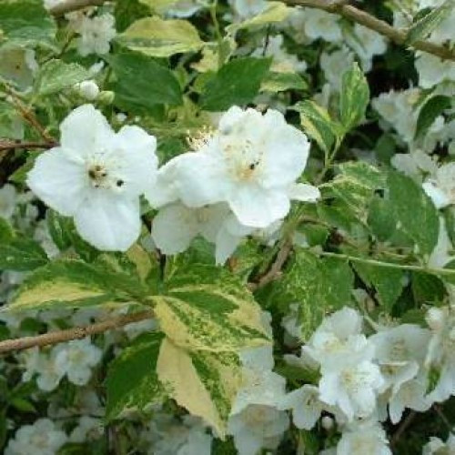 Саджанці Чубушника (жасмин садовий) вінцевий Інносенс (Philadelphus coronarius Innocence) Р9