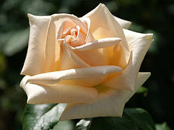 Троянда Асіана. Чайно-гібридна троянда.