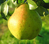 Груша Кучерянка. (айва Елін). Зимовий сорт, фото 4