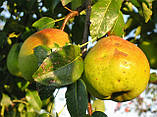 Груша Кучерянка. (айва Елін). Зимовий сорт, фото 5