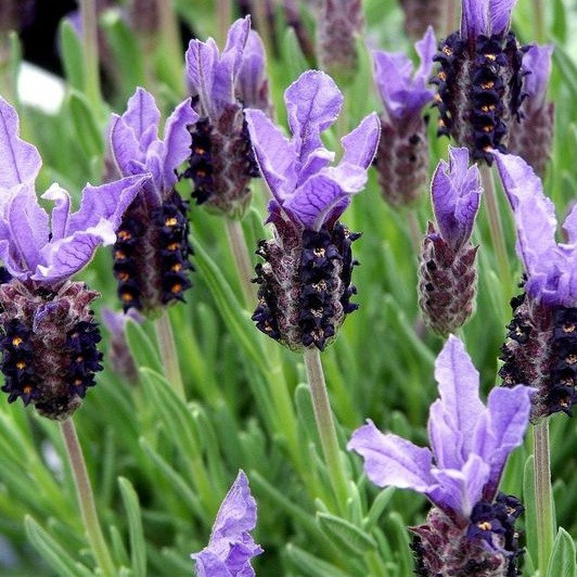 Саджанці Лаванди Батерфляй (Lavandula Batterfly) Р9