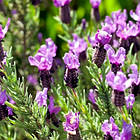 Саджанці Лаванди Батерфляй (Lavandula Batterfly) Р9, фото 3