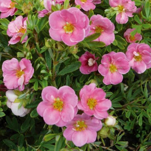 Саджанці Перстачу Лавлі Пінк (Potentilla fruticosa Lovely Pink) Р9