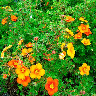 Саджанці Перстачу Танжерін (Potentilla fruticosa Tangerine) Р9