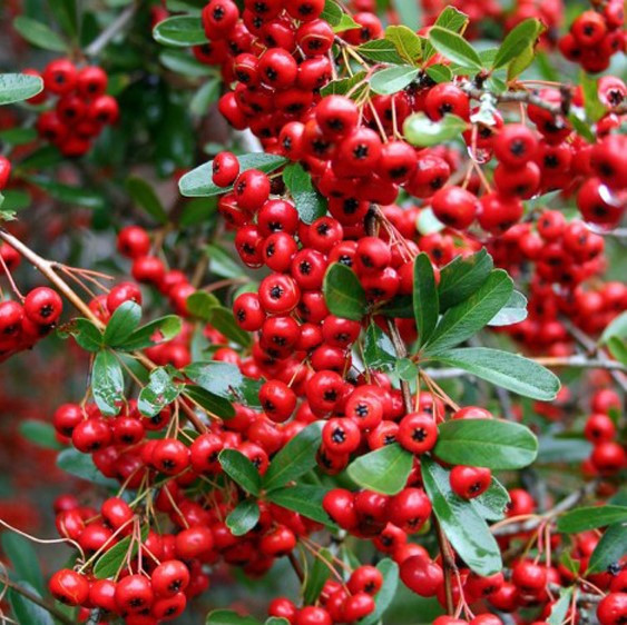 Саджанці Піраканти Ред Колумн (Pyracantha coccinea Red Column) Р9